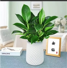 水培金钻水培盆，连盆高度0.3米