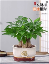 桌面发财树白色盆，连盆高度0.5米